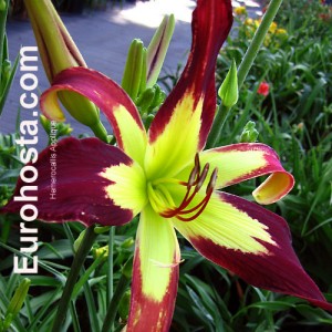 Hemerocallis Applique