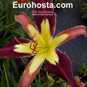 Hemerocallis Applique