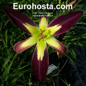 Hemerocallis Applique