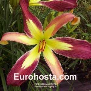 Hemerocallis Applique