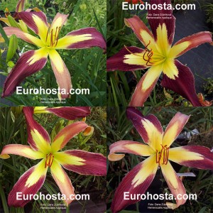 Hemerocallis Applique
