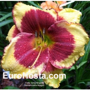 Hemerocallis Aragon