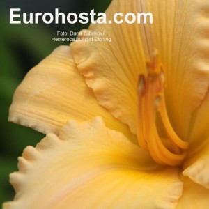 Hemerocallis Artist Etching - Eurohosta