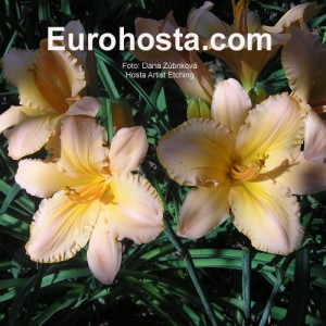 Hemerocallis Artist Etching - Eurohosta