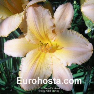 Hemerocallis Artist Etching - Eurohosta