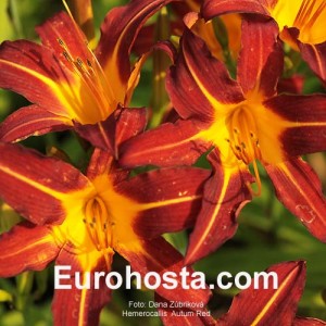 Hemerocallis Autumn Red - Eurohosta