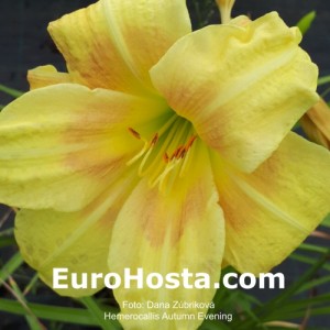 Hemerocallis Autumn Evening - Eurohosta