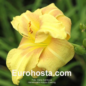 Hemerocallis Autumn Evening - Eurohosta