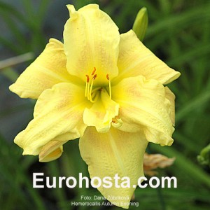 Hemerocallis Autumn Evening - Eurohosta