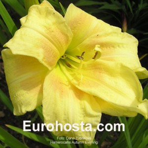 Hemerocallis Autumn Evening - Eurohosta