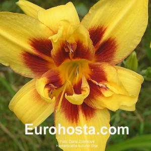 Hemerocallis Autumn Star - Eurohosta