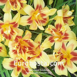 Hemerocallis Autumn Star