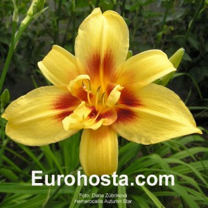 Hemerocallis Autumn Star - Eurohosta