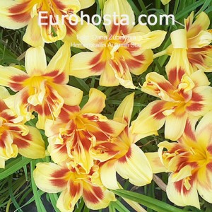 Hemerocallis Autumn Star