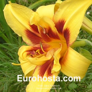 Hemerocallis Autumn Star - Eurohosta