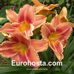 Hemerocallis Avante Garde