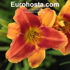 Hemerocallis Avante Garde