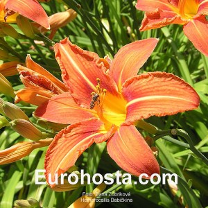 Hemerocallis fulva 