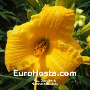 Hemerocallis Bakabana