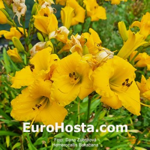 Hemerocallis Bakabana