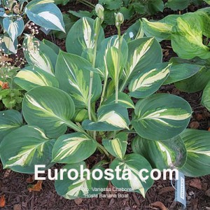 Hosta Banana Boat