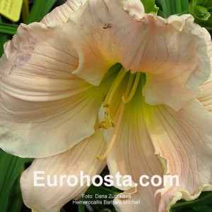 Hemerocallis Barbara Mitchell - Eurohosta