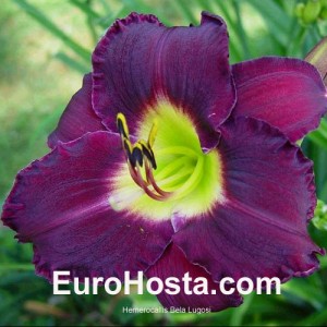 Hemerocallis Bela Lugosi - Eurohosta