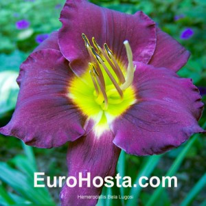 Hemerocallis Bela Lugosi - Eurohosta