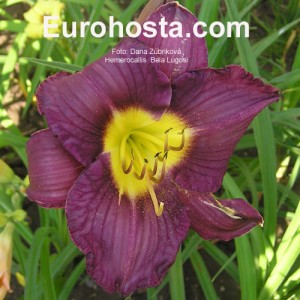 Hemerocallis Bela Lugosi - Eurohosta