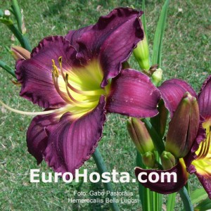 Hemerocallis Bela Lugosi - Eurohosta