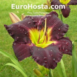 Hemerocallis Bela Lugosi - Eurohosta