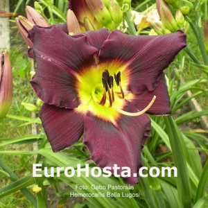 Hemerocallis Bela Lugosi - Eurohosta