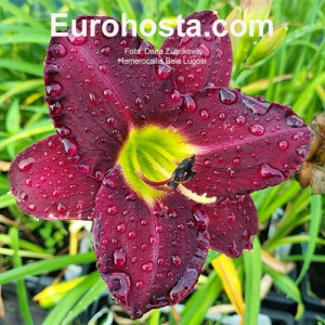 Hemerocallis Bela Lugosi - Eurohosta