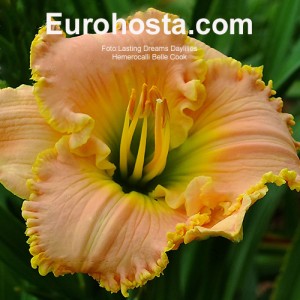 Hemerocallis  Belle Cook - Eurohosta