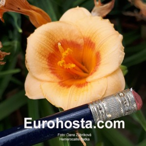 Hemerocallis Betka