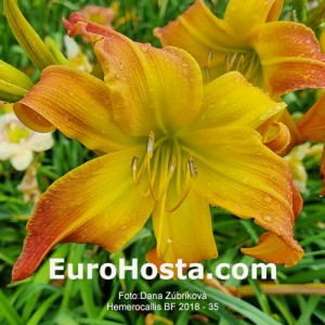 Hemerocallis BF 2018 - 35 Eurohosta