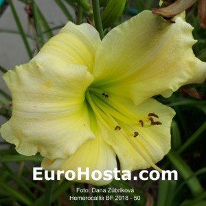 Hemerocallis BF 2018 - 50 Eurohosta