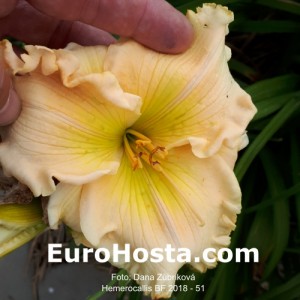 Hemerocallis BF 2018 - 51 Eurohosta