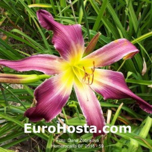 Hemerocallis BF 2018 - 59 Eurohosta