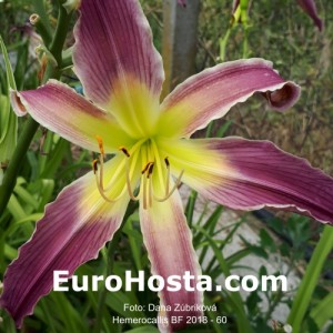 Hemerocallis BF 2018 - 60 Eurohosta