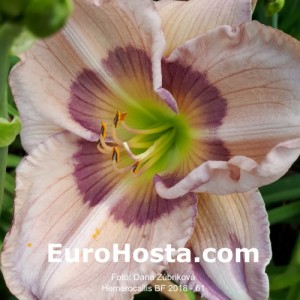 Hemerocallis BF 2018 - 61 Eurohosta