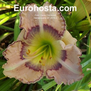 Hemerocallis Buffalo Blood Cyrcle