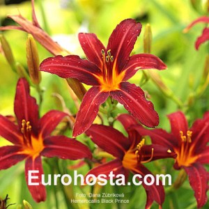 Hemerocallis Black Prince - Eurohosta