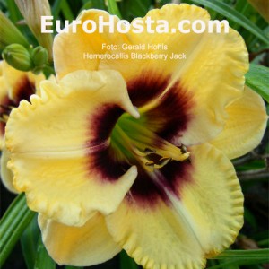 Hemerocallis Blackberry Jack