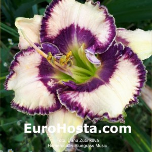 Hemerocallis Bluegrass Music - Eurohosta