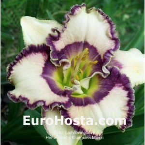 Hemerocallis Bluegrass Music - Eurohosta