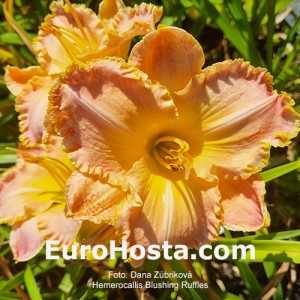 Hemerocallis Blushing Ruffles