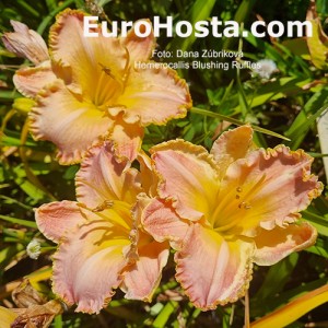 Hemerocallis Blushing Ruffles