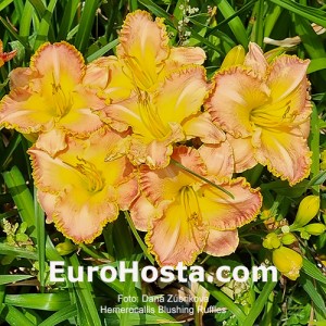 Hemerocallis Blushing Ruffles