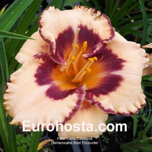 Hemerocallis Bold Encounter